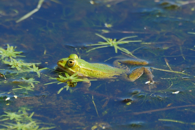 Rane........ma che specie?????? - Pelophylax spp. (Bolgheri)